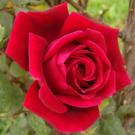 Download rose flower images and photos. A guide to selecting your perfect rose | Flower Power