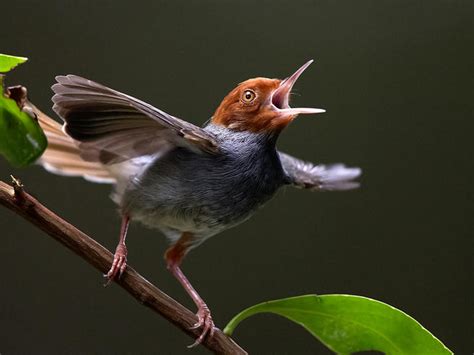 Wild Birds In Song Bird Photo Contest Photocrowd Photo Competitions