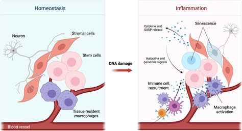 Frontiers DNA Damage Induced Inflammatory Microenvironment And Adult Stem Cell Response