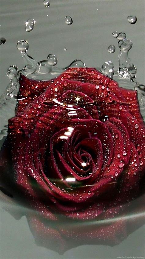 Rose Wallpaper Full Hd Red Rose With Water Drops Water Drops On Red