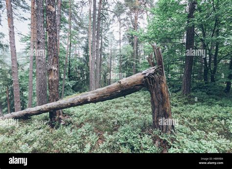 Broken Tree In The Austrian Forest Stock Photo Alamy