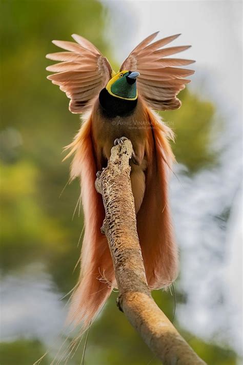 Raggiana Bird Of Paradise From Papua New Guinea An Incredible Sight