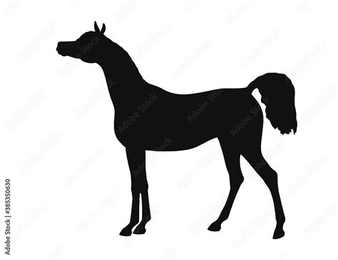 Beautiful Arabian Horse Standing Still Side View Vector Silhouette