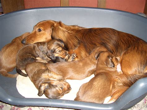 Filedachshund Puppies Wikipedia