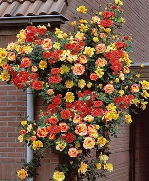 Climbing Roses On House Ideas26 Climbing Roses Hybrid Tea Roses