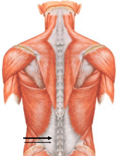 Back Muscles Diagram Unlabeled Diagram Muscles Diagram Unlabeled Full