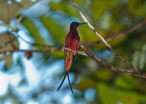 Flickrpdc1y7a Crimson Topaz Hummingbird Topaza P Pella