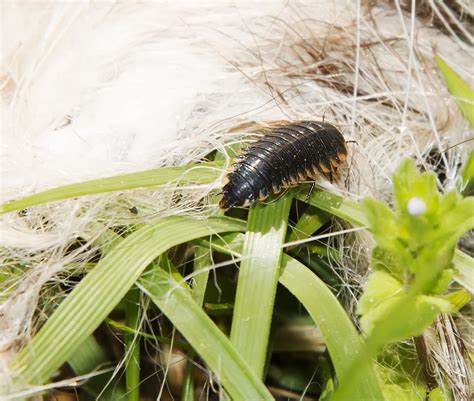 Rove Beetle Staphylinidae Larvae1145 Rovebeetle Staph Flickr