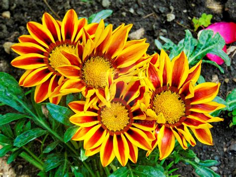 Four Orange Summer Flower By Angel0421 On Deviantart