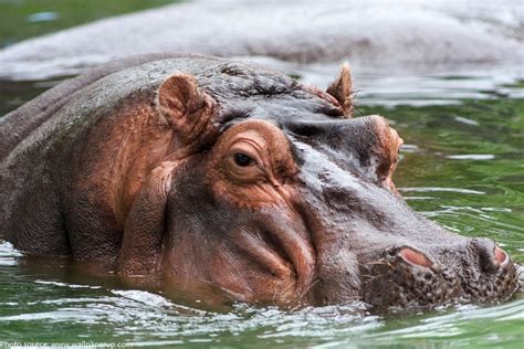 Interesting Facts About Hippos Just Fun Facts