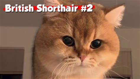 Golden British Shorthair 02 Maple Cat This Is Cat Youtube