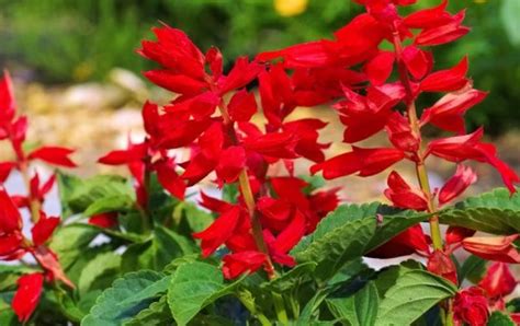 Les 12 Plus Belles Fleurs Rouges à Planter Dans Nos Jardins Vivons Maison