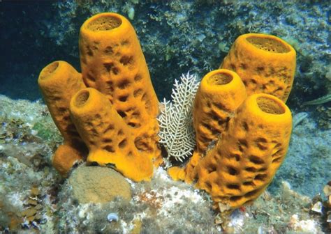 Could Sponges Replace Expensive Ocean Tech Oceanbites