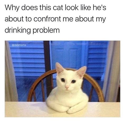 35 Cat Memes That Are Absolutely Purrrfect For Your Caturday Meme Fix