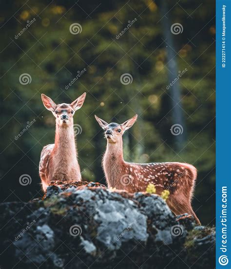 Baby Deer Bambi In The Forest During Summer Stock Photo Image Of