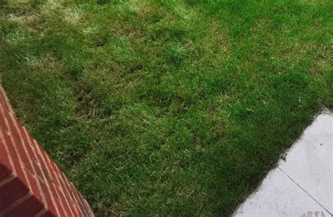 Help Whats Wrong With My Lawn — Bbc Gardeners World Magazine