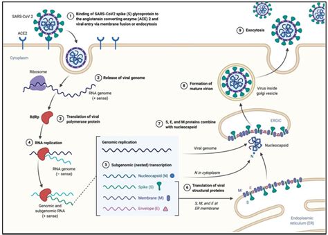 Frontiers Imaging Techniques Essential Tools For The Study Of Sars