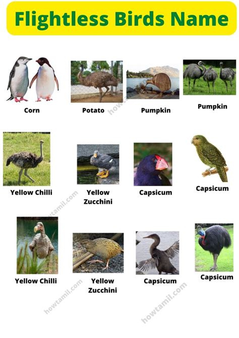 Beautiful 80 List Of Birds Name Pictures In English
