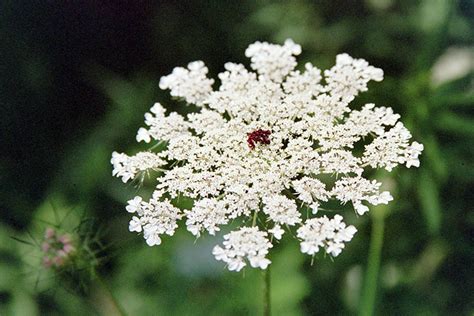 Queen Annes Lace — Missouri Herbs