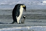 Un gran pingüino junto a un polluelo (42769)