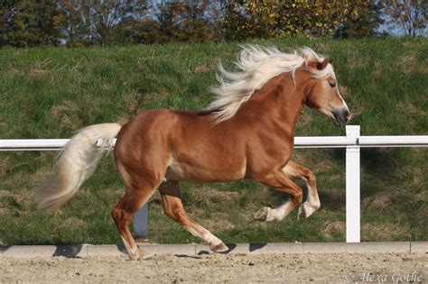 Natiello Haflinger Stallion By Schokolein On Deviantart