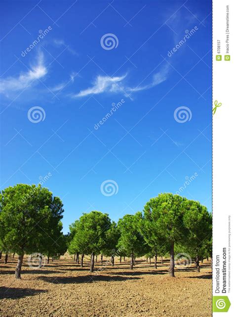 Field Of Green Pines Stock Image Image Of Bush Green 6708157