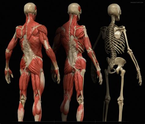 Human Anatomy For Artists Human Body Anatomy Muscle Anatomy Anatomy