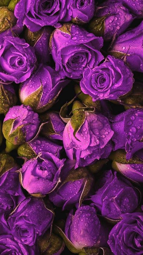 Download Purple Roses Close Up Shot Wallpaper