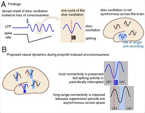 Rapid Fragmentation Of Neuronal Networks At The Onset Of Propofol