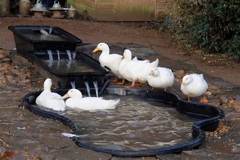 25 Awesome Diy Backyard Duck Pond Ideas And Designs For 2023