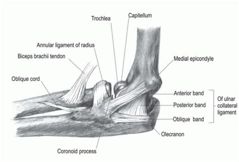 Elbow Ligaments Elbow Ulnar Collateral Ligament Anatomy Sexiz Pix