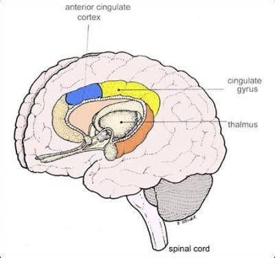 • heightened autonomic responses are mediated by anterior insula in interoception, emotion and brain: Patient Doctor Relationship: Neuroscience of Empathy | Dr ...