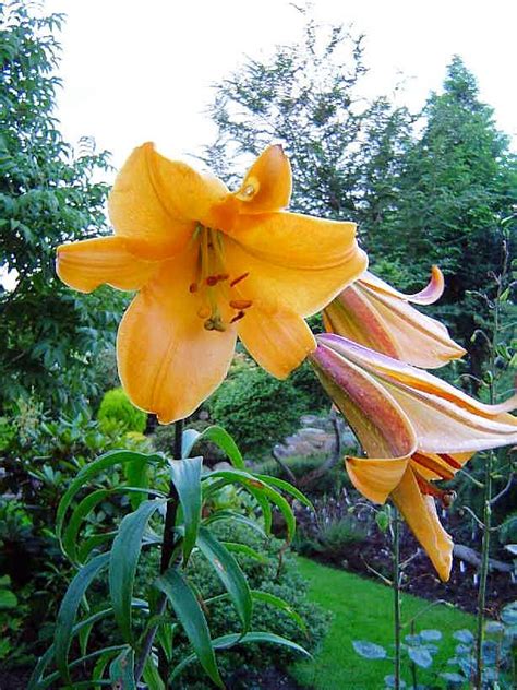 African Queen Trumpet Lily The Lily Pad Bulb Farm