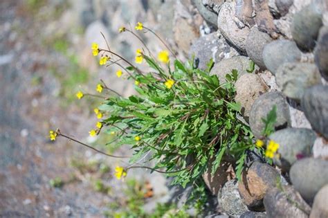 Questa suddivisione è chiaramente in parte imprecisa. Fiori Gialli Spontanei Primaverili