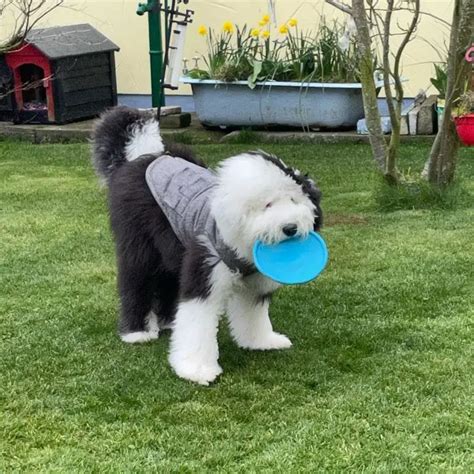 16 Facts About Raising And Training Old English Sheepdogs Page 2 Of 6