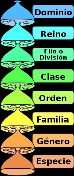 Reino Filum Clase Orden Familia Genero Especie Variaciones Clase Gambaran