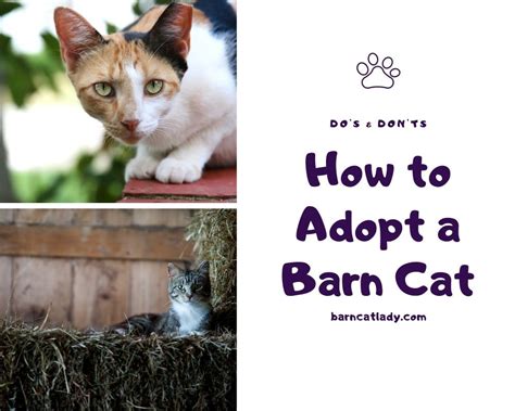 How To Adopt A Barn Cat Dos And Donts The Barn Cat Lady