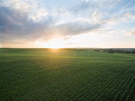 Aerial View Of A Beautiful Sunset Over Green Corn Fields Agricultural