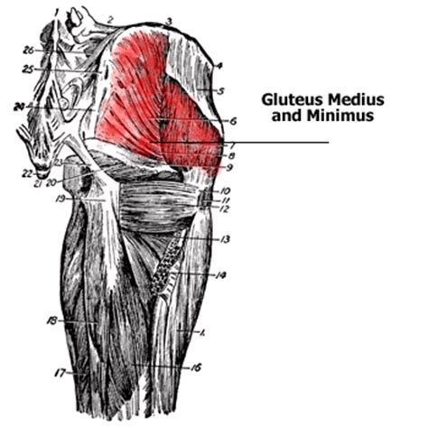 But the glutes actually are composed of three muscles: Anatomy of the Gluteus Muscles - Gluteus Maximus, Gluteus ...