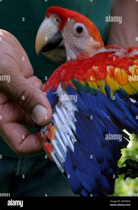 A Biologist Examines The Flight Feathers Of A Six Week Old Scarlet Macaw Chick In A Breeding
