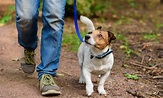 Health Benefits of Walks with Your Dog - HelpGuide.org