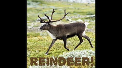 Reindeer Facts Youtube