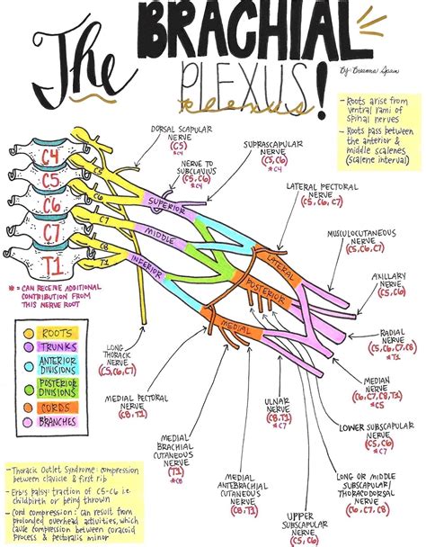 Nerve Drawings The Brachial Plexus And Its Course Through The Upper Extremity Breanna Spain