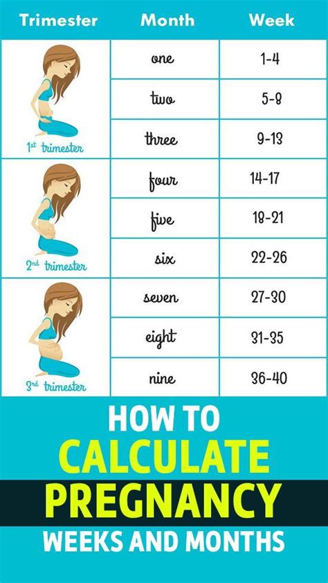 how to calculate pregnancy week by week and months accurately pregnancy week by week weeks to