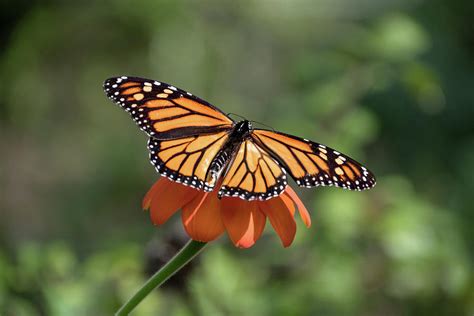 Monarch Danaus Plexippus Photograph By Lucy Banks