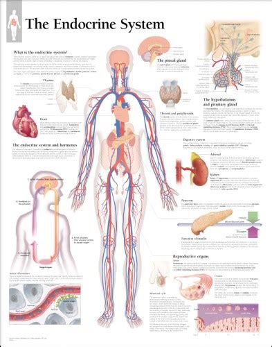 Endocrine System Chart Modernheal Com