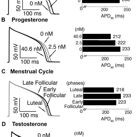 Simulated Combined Effects Of Female Hormones During The Menstrual