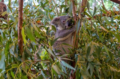 Top 5 Things To Do At Lone Pine A Brisbane Koala Sanctuary