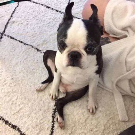 Boston terrier dog breed information, pictures, care, temperament, health, puppy pictures, breed history. AKC Registered Boston Terrier Puppies for adoption - California - Animal, Pet