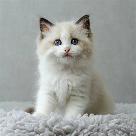 Ragdoll Kitten Ragdoll Kitten Cats Ragdoll Cat